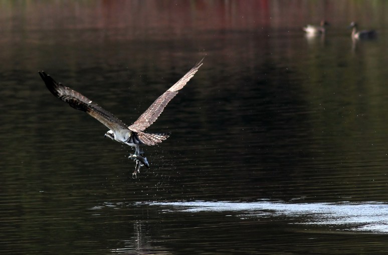 Osprey Grabs Two Fish