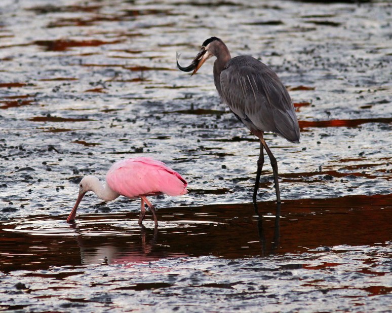Spoonbill and GBH No Competition 