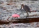 Spoonbill and GBH No&nbsp;Competition