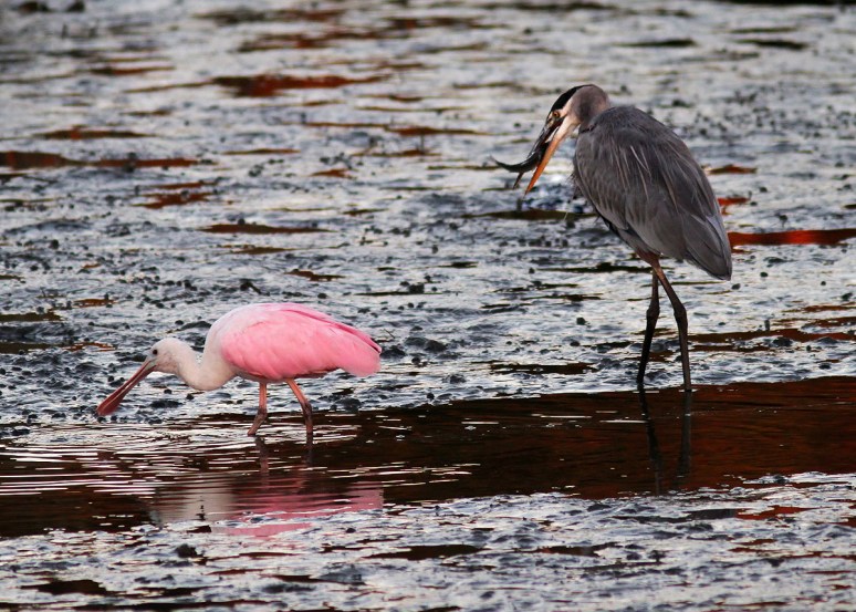 Spoonbill and GBH No Competition 