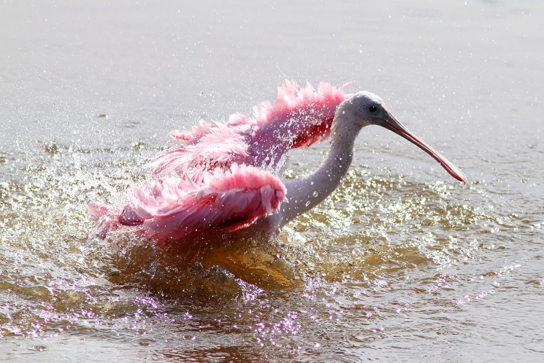 Spoonbill Bathing in Marsh Pond 