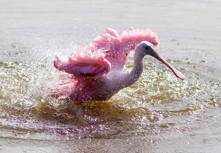 Spoonbill Bathing in Marsh Pond 