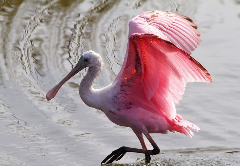 Spoonbill Bathing in Marsh Pond 