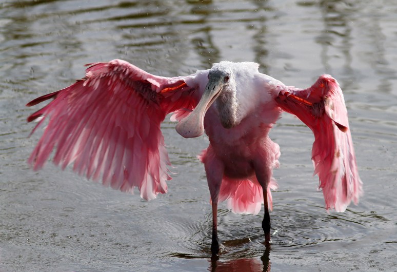 Spoonbill Bathing in Marsh Pond 