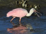 Spoonbill Chasing Shrimp