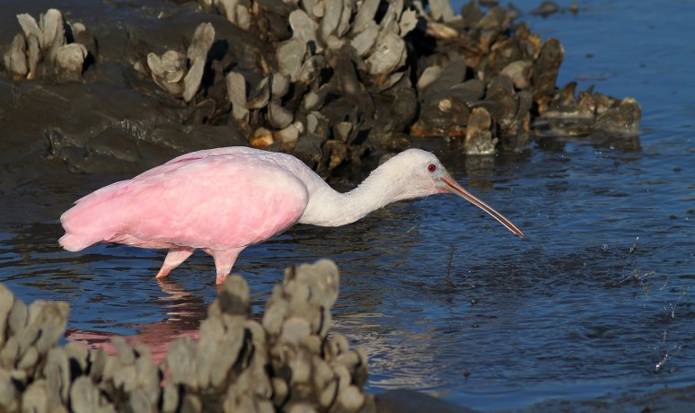 Spoonbill Chasing Shrimp 