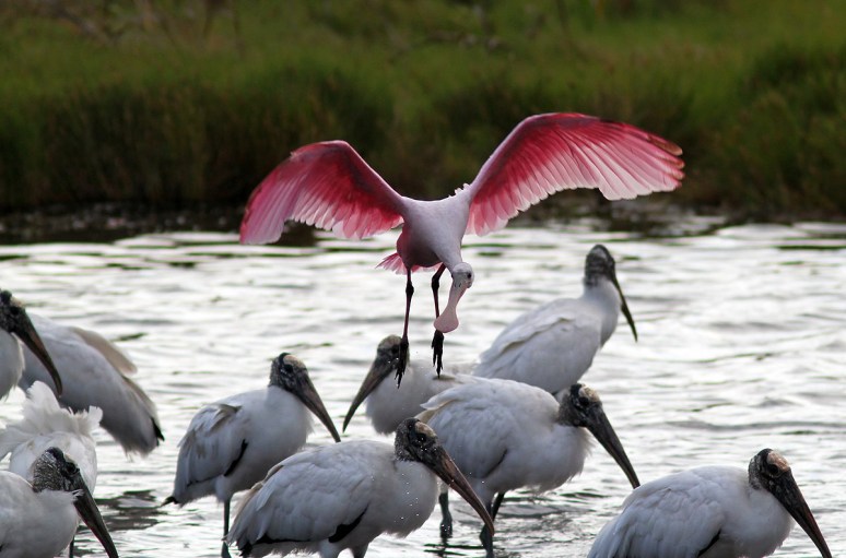 Spoonbill Flight Over Woodstorks