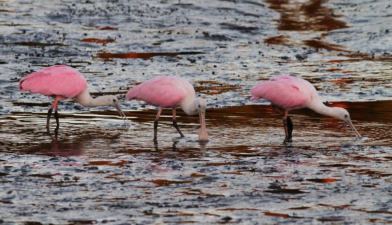 Three Spoonies Arrive Separately 