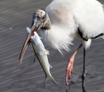 Woody With Big&nbsp;Fish