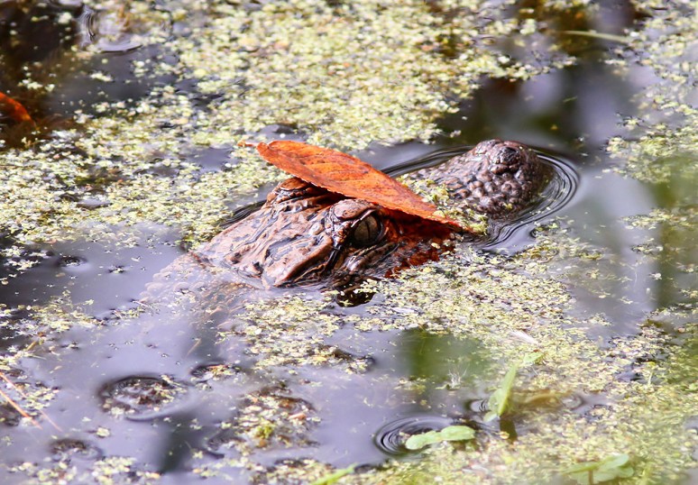 Baby Alligators in the Swamp 