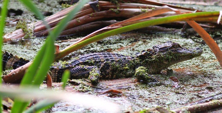 Baby Alligators in the Swamp 