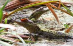 Baby Alligators in the&nbsp;Swamp