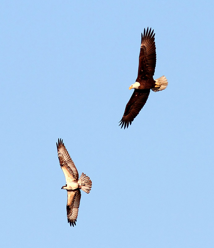 Bald Eagle Chases Osprey