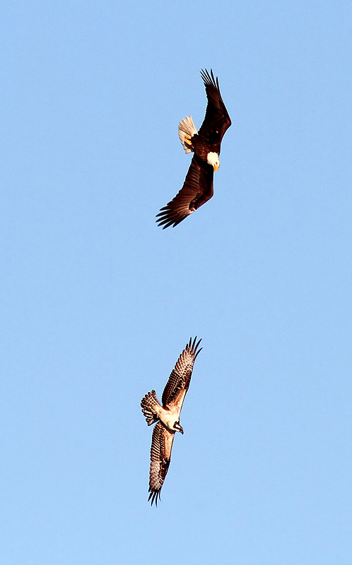 Bald Eagle Chases Osprey