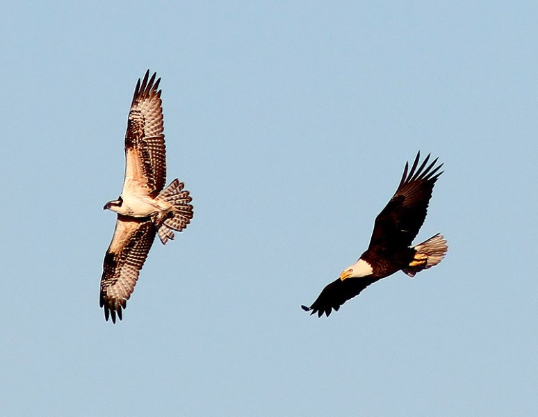 Bald Eagle Chases Osprey