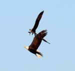 Bald Eagle Chases&nbsp;Osprey