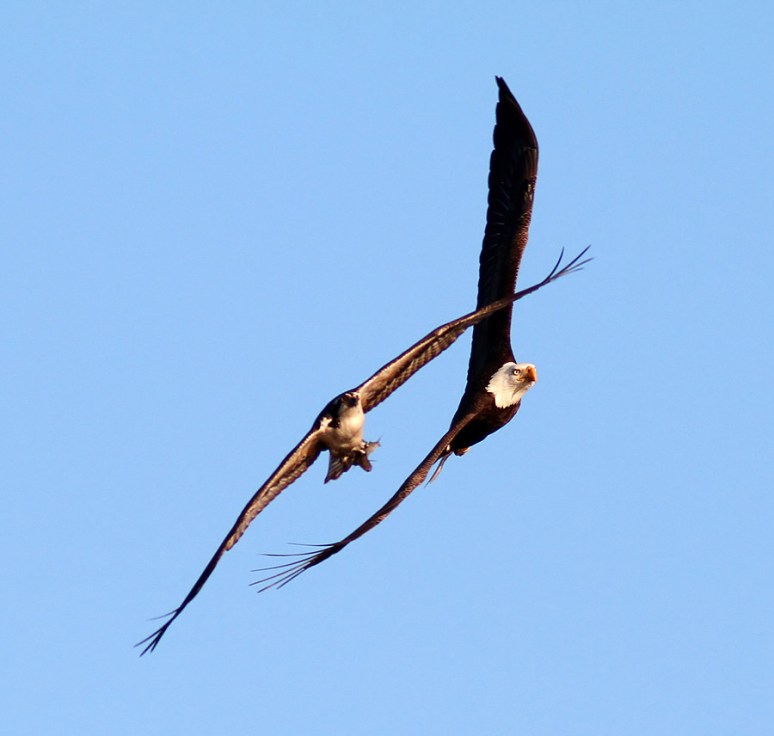 Bald Eagle Chases Osprey