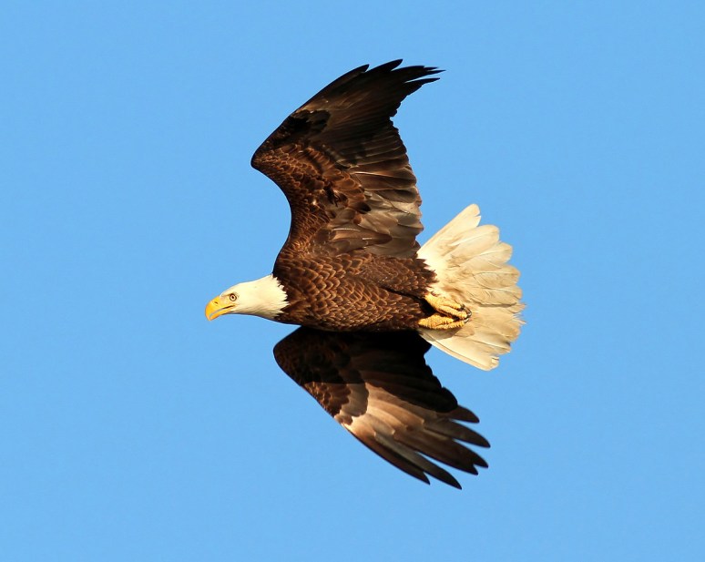 Bald Eagle Chases Osprey