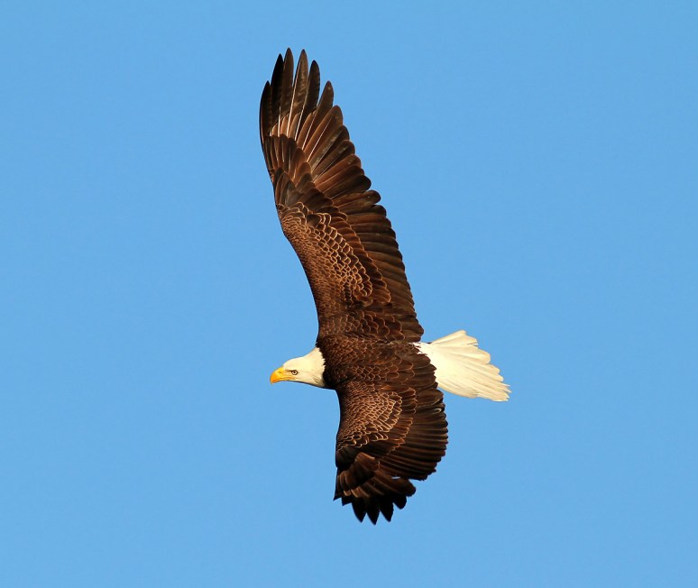 Bald Eagle Chases Osprey