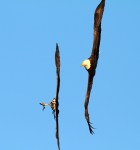 Bald Eagle Chases&nbsp;Osprey