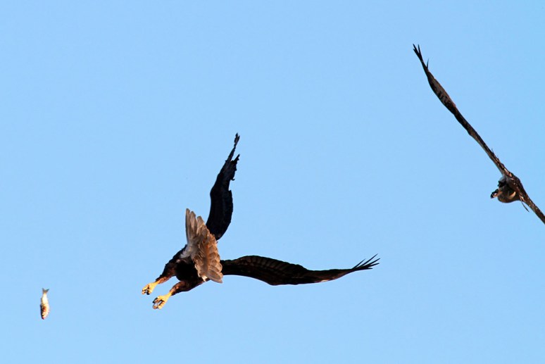 Bald Eagle Chases Osprey