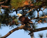 Bald Eagle Chases&nbsp;Osprey