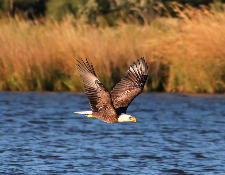 Bald Eagle Grabs Coot 