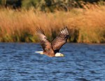 Bald Eagle Grabs&nbsp;Coot