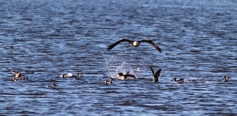Bald Eagle Grabs Coot 
