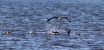 Bald Eagle Grabs&nbsp;Coot