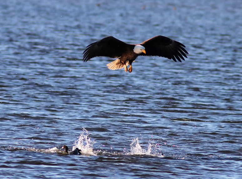 Bald Eagle Grabs Coot 