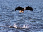 Bald Eagle Grabs&nbsp;Coot