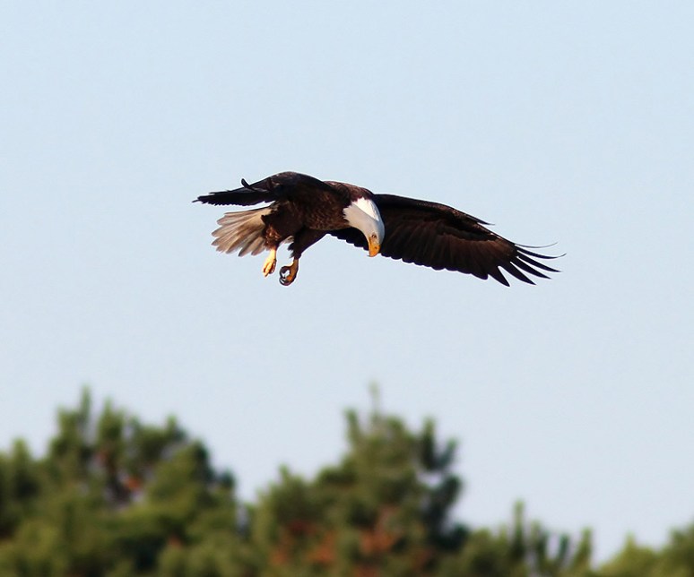 Bald Eagle Grabs Coot 