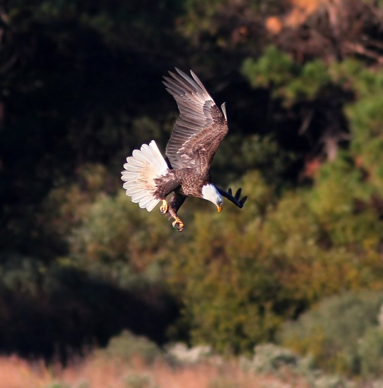 Bald Eagle Grabs Coot 