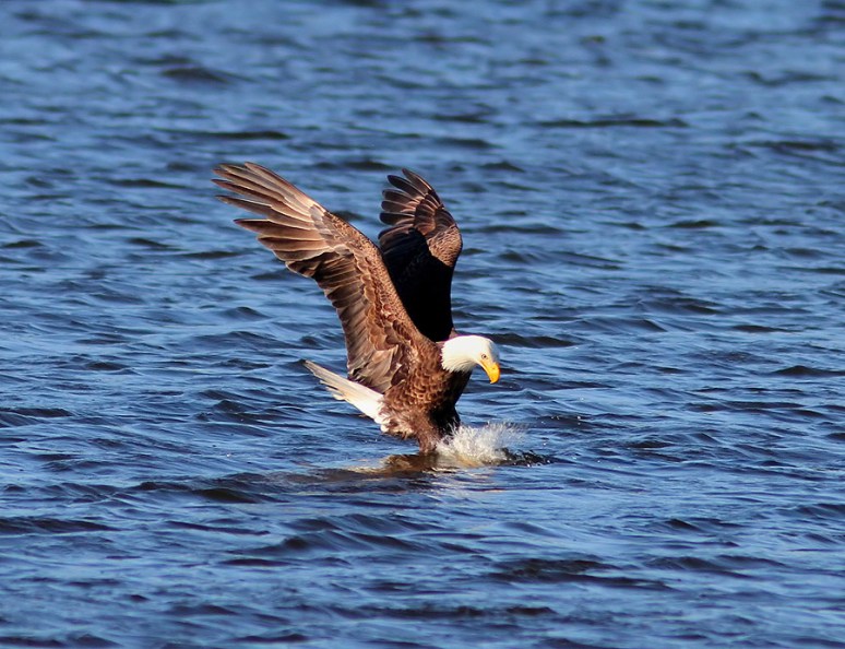Bald Eagle Grabs Coot 