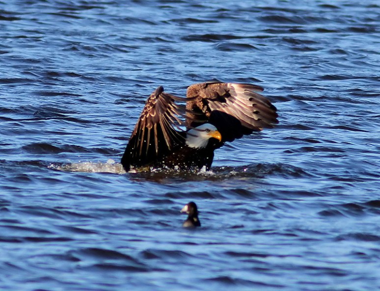Bald Eagle Grabs Coot 