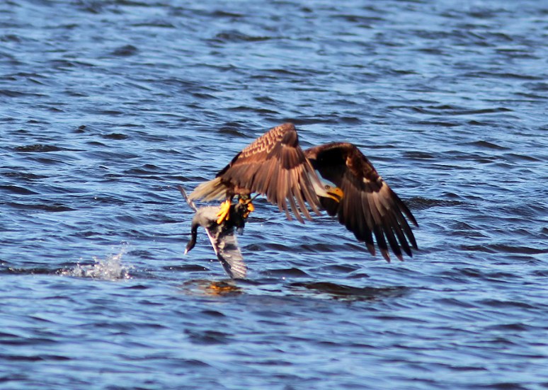 Bald Eagle Grabs Coot 