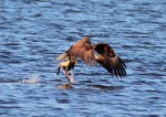 Bald Eagle Grabs&nbsp;Coot