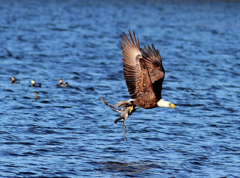 Bald Eagle Grabs Coot 