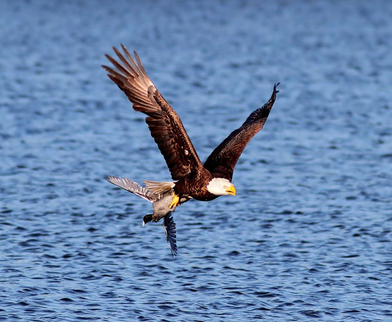 Bald Eagle Grabs Coot 