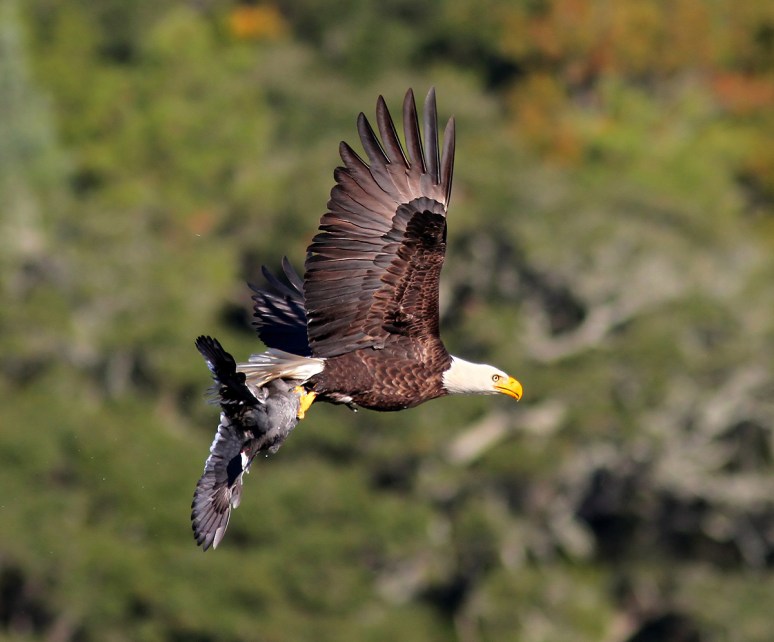 Bald Eagle Grabs Coot 
