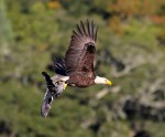 Bald Eagle Grabs&nbsp;Coot