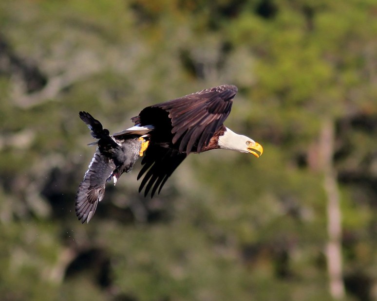 Bald Eagle Grabs Coot 