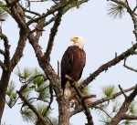 Bald Eagle Leaves Pine&nbsp;Tree