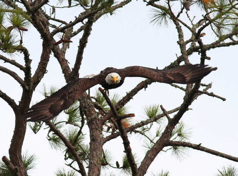 Bald Eagle Leaves Pine Tree 