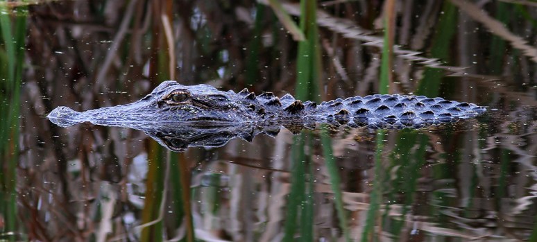 Bald Eagle Leaves Pine Tree 