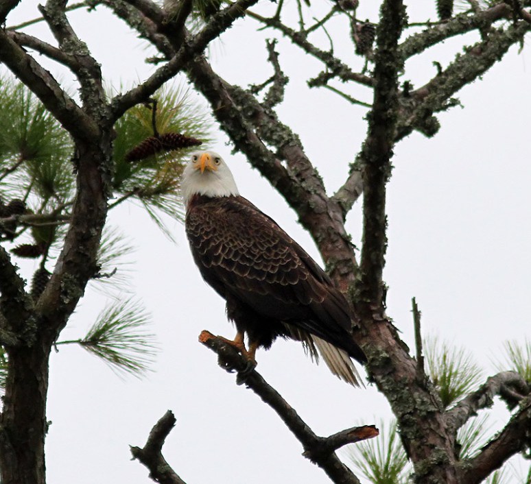 Bald Eagle Up To No Good 