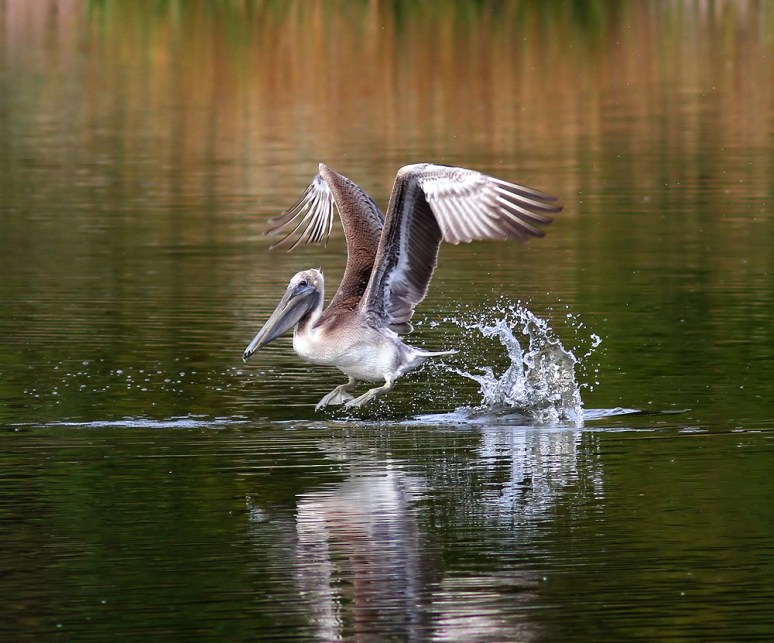 Brown Pelican Takeoff 