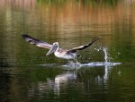 Brown Pelican Takeoff