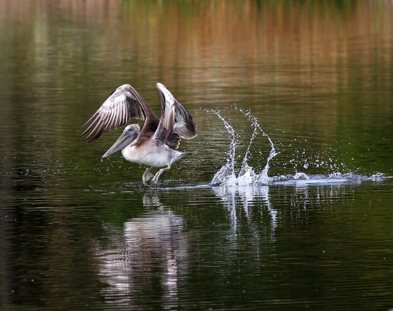 Brown Pelican Takeoff 